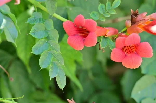 Beautiful Red Colored Flowers Garden — Stock Photo, Image