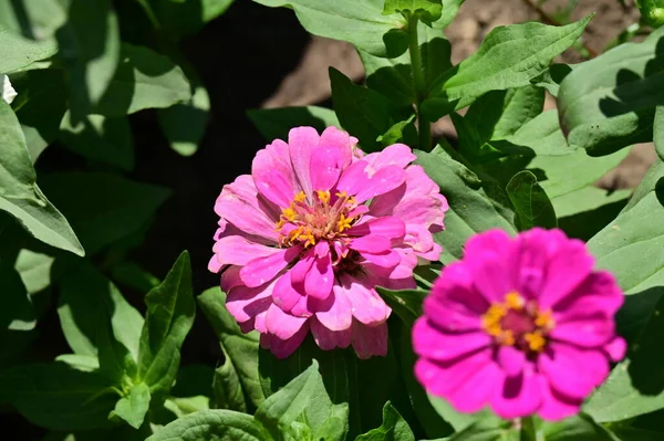 Mooie Roze Bloemen Tuin — Stockfoto