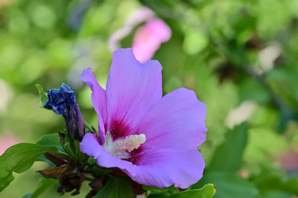 Hermosas Flores Rosadas Jardín — Foto de Stock