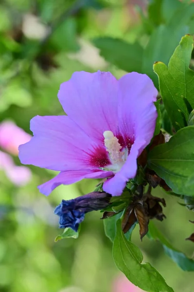 庭の美しいピンクの花 — ストック写真