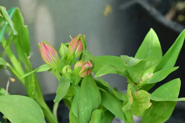 Beautiful Tender Flowers Growing Garden — Photo