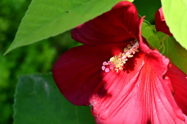Красивые Цветные Красные Цветы Саду — стоковое фото