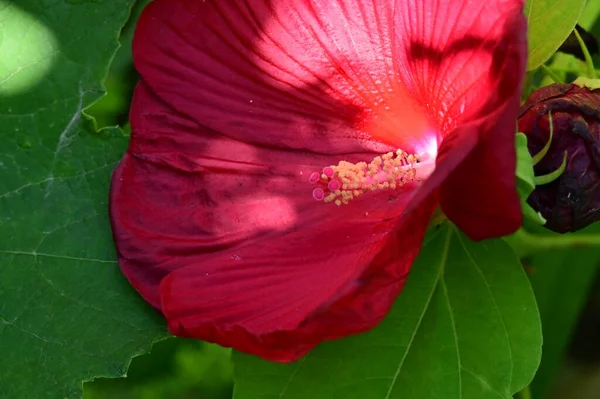 Bahçedeki Güzel Kırmızı Renkli Çiçekler — Stok fotoğraf