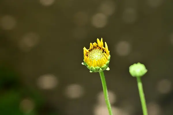 Желтые Цветы Саду — стоковое фото