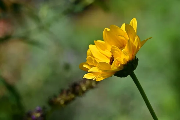 Hermosas Flores Amarillas Jardín —  Fotos de Stock