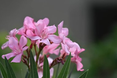 Bahçedeki güzel pembe çiçekler