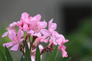 Bahçedeki güzel pembe çiçekler