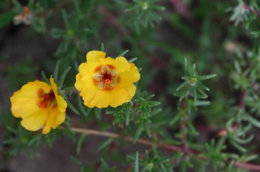 Bahçedeki güzel sarı çiçekler