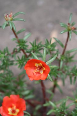 Bahçedeki güzel kırmızı renkli çiçekler