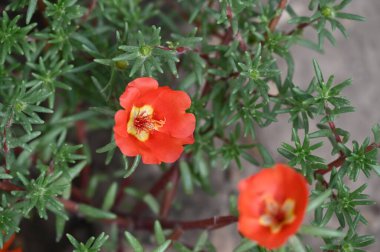 Bahçedeki güzel kırmızı renkli çiçekler