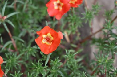 Bahçedeki güzel kırmızı renkli çiçekler