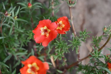 Bahçedeki güzel kırmızı renkli çiçekler
