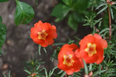 Bahçedeki güzel kırmızı renkli çiçekler