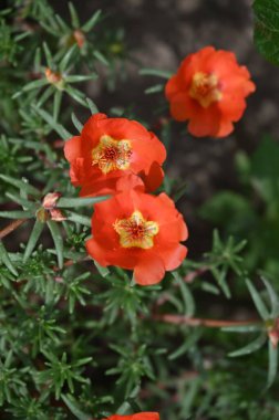Bahçedeki güzel kırmızı renkli çiçekler
