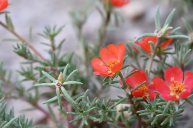Bahçedeki güzel kırmızı renkli çiçekler
