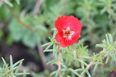 Bahçedeki güzel kırmızı renkli çiçekler