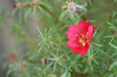 Bahçedeki güzel kırmızı renkli çiçekler