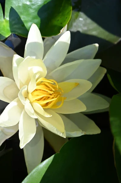 Beautiful Yellow Lotus Flower Pond — Foto de Stock