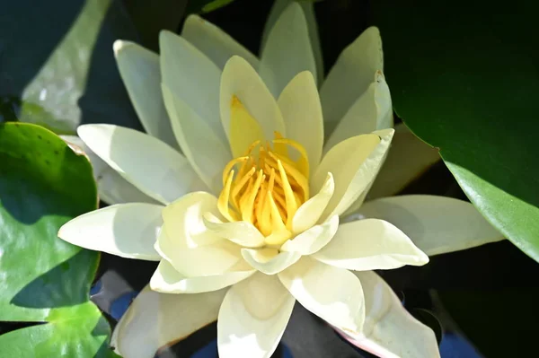 Beautiful Yellow Lotus Flower Pond — стоковое фото