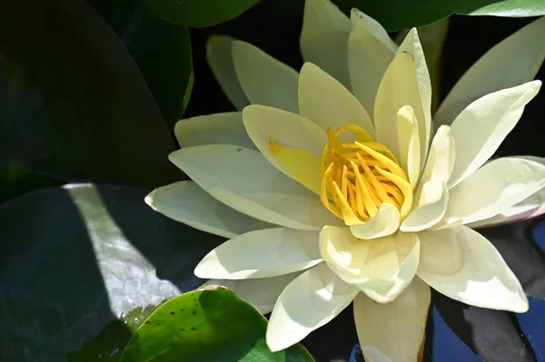 Beautiful Yellow Lotus Flower Pond — 图库照片