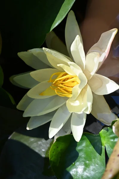 Beautiful Yellow Lotus Flower Pond — 스톡 사진