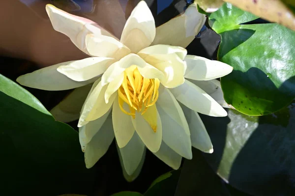 beautiful yellow lotus flower in the pond