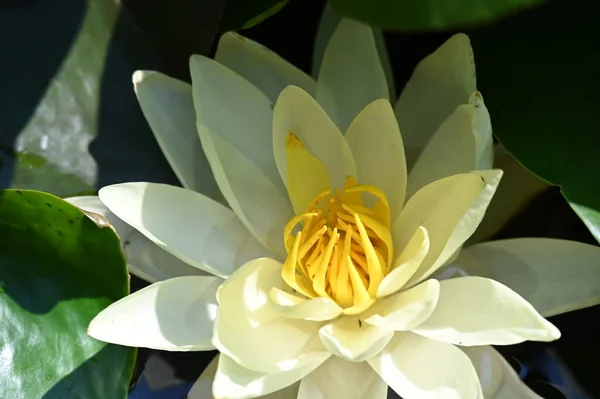 Beautiful Yellow Lotus Flower Pond — Stockfoto