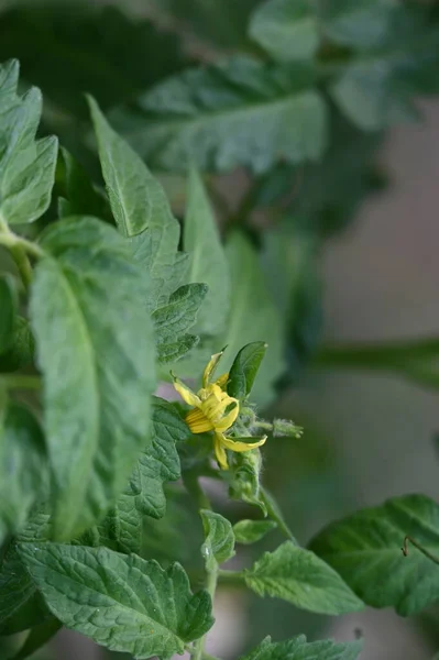 花园里美丽的黄花 — 图库照片