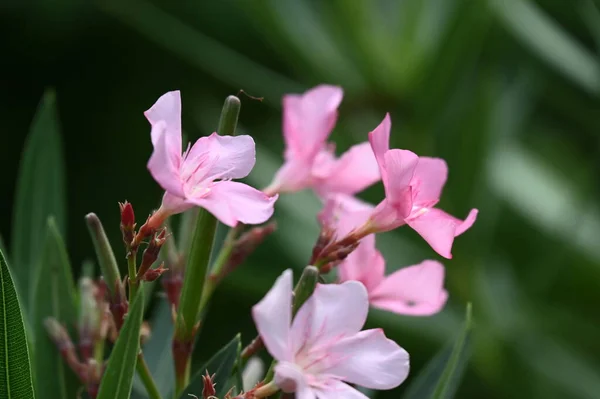 Mooie Roze Bloemen Tuin — Stockfoto