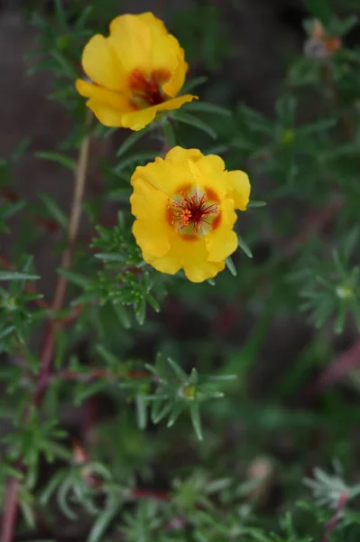 Lindas Flores Amarelas Jardim — Fotografia de Stock