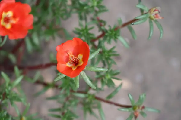 Bellissimi Fiori Colore Rosso Giardino — Foto Stock