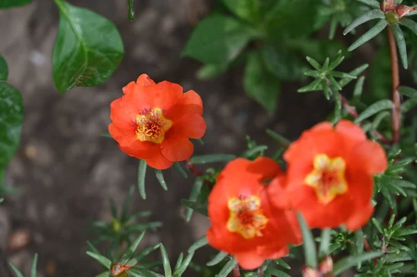 Beautiful Red Colored Flowers Garden — Φωτογραφία Αρχείου