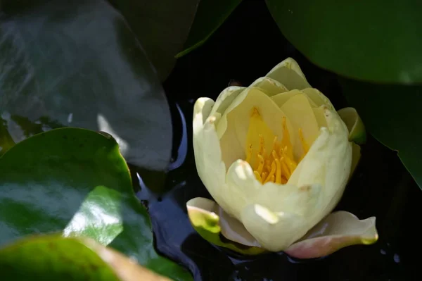 Beautiful Yellow Lotus Flower Pond — Fotografia de Stock