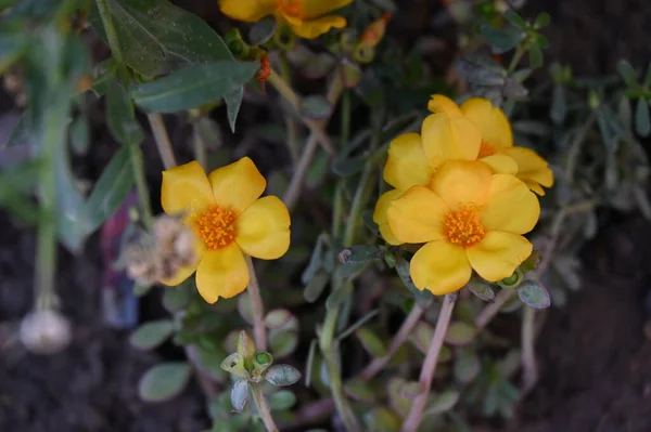 Bellissimi Fiori Gialli Giardino — Foto Stock