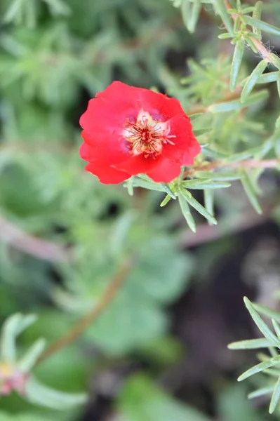 Hermosas Flores Color Rojo Jardín —  Fotos de Stock
