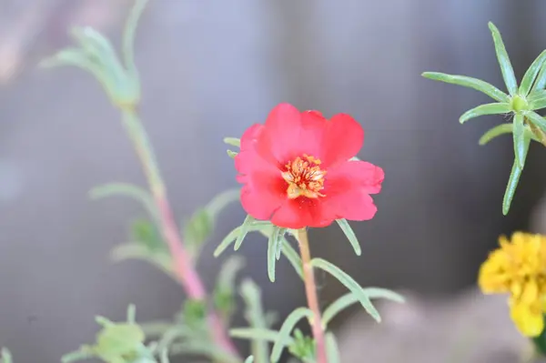 Beautiful Red Colored Flowers Garden — Stok fotoğraf