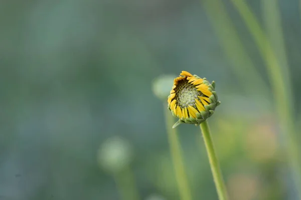 Vackra Gula Blommor Trädgården — Stockfoto