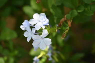 güzel beyaz çiçeklerin bahçede büyüyen