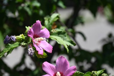 Bahçedeki güzel pembe çiçekler