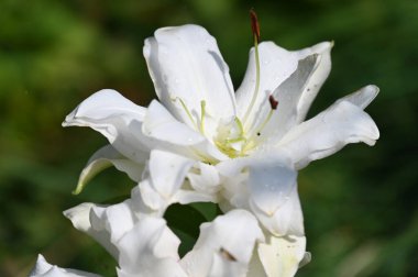 güzel beyaz çiçeklerin bahçede büyüyen