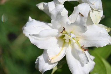 güzel beyaz çiçeklerin bahçede büyüyen