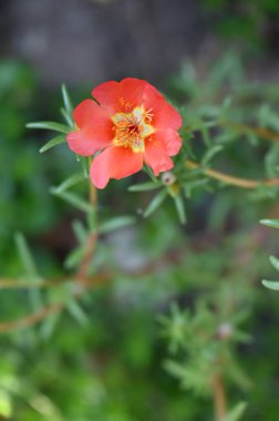 Bahçedeki güzel kırmızı renkli çiçekler