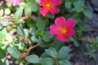 Bahçedeki güzel pembe çiçekler