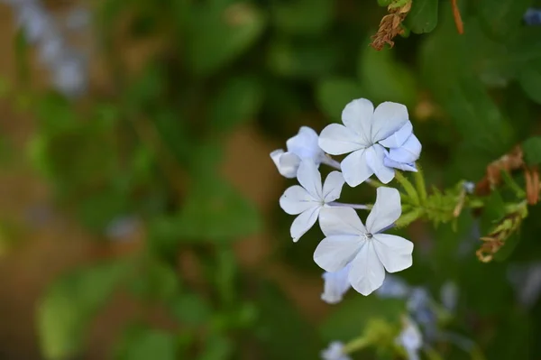 Güzel Beyaz Çiçeklerin Bahçede Büyüyen — Stok fotoğraf