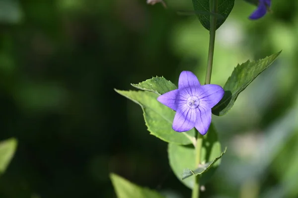 庭の美しい紫色の花 — ストック写真