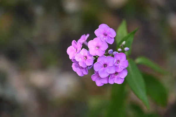 Vackra Rosa Blommor Trädgården — Stockfoto