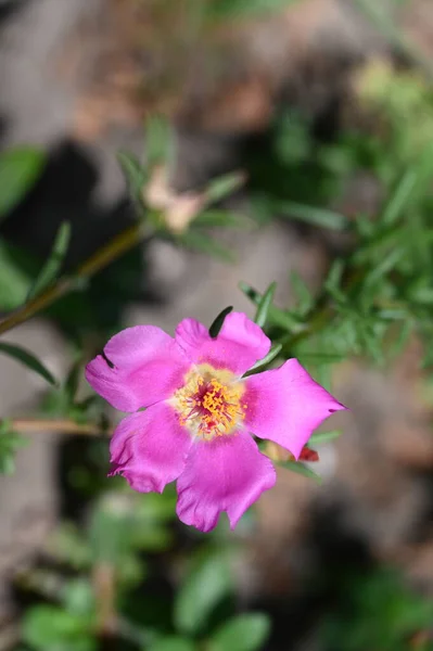 花园里美丽的粉红色花朵 — 图库照片