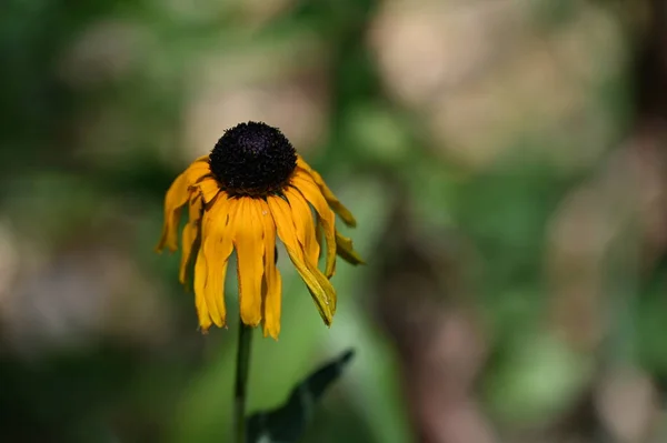 Bellissimi Fiori Gialli Giardino — Foto Stock