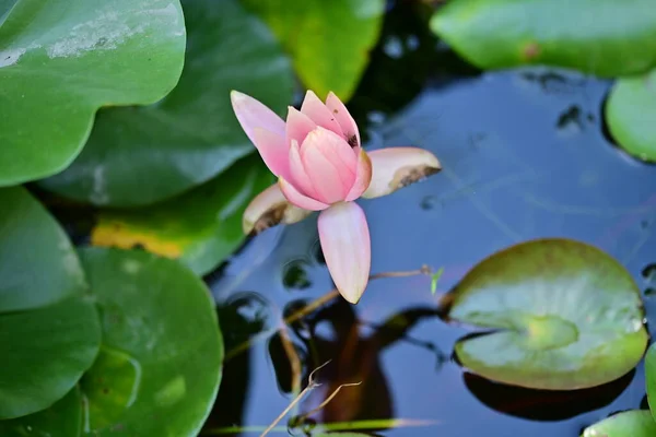 Vacker Rosa Lotusblomma Dammen — Stockfoto