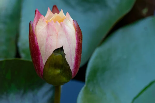 Красива Рожева Квітка Лотоса Ставку — стокове фото